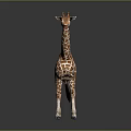 Giraffe With Long Neck And Brown White Spots Standing On Reflective Surface Gray Background 3d model