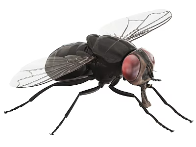 Common House Fly With Black Body Red Compound Eyes And Transparent Wings 3d model
