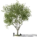 Tall Green Tree With Two People Standing And Sitting Underneath 3d model