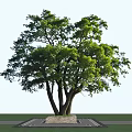 Large Deciduous Tree With Lush Green Foliage And Multiple Trunks In Landscape