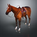Brown Horse With Colorful Saddle Blanket And Leather Bridle Standing On Dark Background