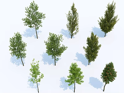 Various Arbor Trees With Different Foliage Shapes Isolated On White Background 3d model