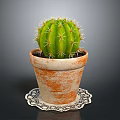 Natural Green Cactus Plant in Rustic Terracotta Pot on Patterned Doily Mat