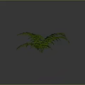 Green Fern Plant With Lush Fresh Leaves For Indoor Home Decor Natural Greenery