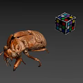 Detailed Vintage Beetle Specimen With Colorful Rubik's Cube On Gray Background