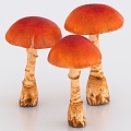 orange cover Amanita poisonous mushroom vegetable plant 3d model