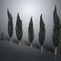 Tall Cypress Trees with Green Foliage and Brown Trunks Arranged in Row