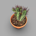 Green Cactus Plant with Red Spines in Orange Terracotta Pot on Gray Background