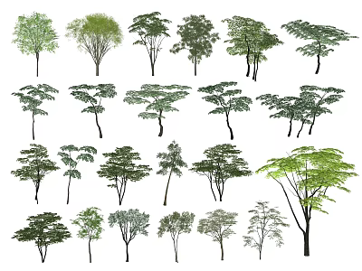 Diverse Collection of Arbor Trees With Various Foliage Shapes and Sizes 3d model