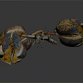Natural Dried Plant Branch With Textured Cracked Seed Pods On Dark Background