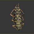 Black and yellow striped beetle with long antennae and orange legs on dark reflective surface