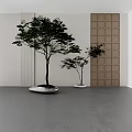 Bonsai Trees With Green Leaves In White Pots Against White Wall And Brown Lattice Panel