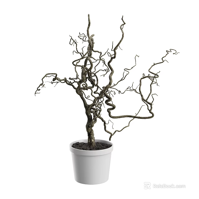 Decorative Indoor Plant With Twisted Bare Branches In White Ceramic Pot 3d model 