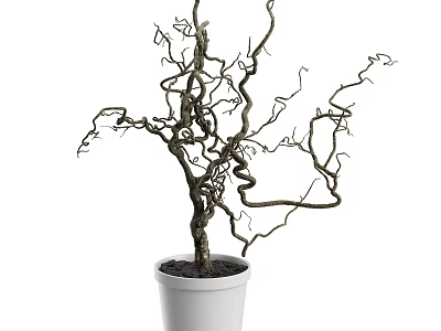 Decorative Indoor Plant With Twisted Bare Branches In White Ceramic Pot 3d model