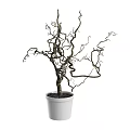 Decorative Indoor Plant With Twisted Bare Branches In White Ceramic Pot