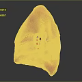 Human Lung 3D Anatomical Model With Detailed Internal Structure And Bronchial Visualization 3d model