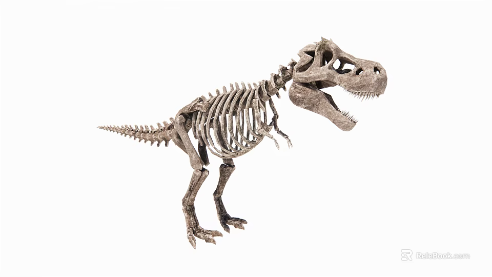 Medical Skeleton Model For Educational And Training Applications 3d model 