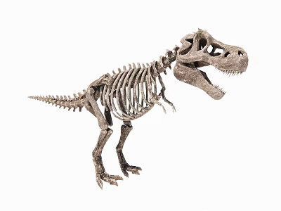 Medical Skeleton Model For Educational And Training Applications 3d model