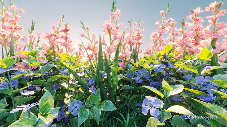 Blooming Pink Gladiolus and Purple Vinca With Lush Green Leaves Against Blue Sky Background 3d model 