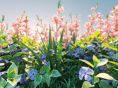 Blooming Pink Gladiolus and Purple Vinca With Lush Green Leaves Against Blue Sky Background 3d model