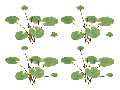 Aquatic Plants With Fresh Green Leaves And Purple Buds In Natural Growth 3d model