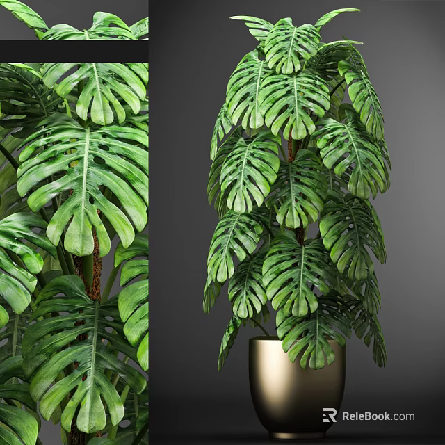 Tall Monstera Bonsai Potted Plant with large green leaves and golden pot 3d model 