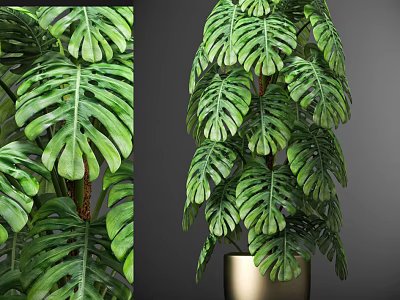 Tall Monstera Bonsai Potted Plant with large green leaves and golden pot 3d model