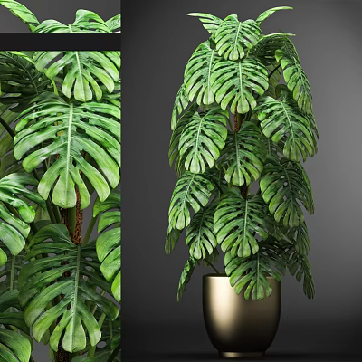 Tall Monstera Bonsai Potted Plant with large green leaves and golden pot 3d model