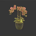 Purple Orchid Plant With Vibrant Blooms In Blue Ceramic Pot And Green Leaves
