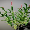 Green Plant Featuring Red Flower Spikes Lush Green Leaves and Bushy Foliage