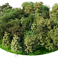 Lush Green Arbor Trees In Natural Forest Landscape With Various Species And Foliage