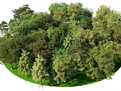 Lush Green Arbor Trees In Natural Forest Landscape With Various Species And Foliage 3d model