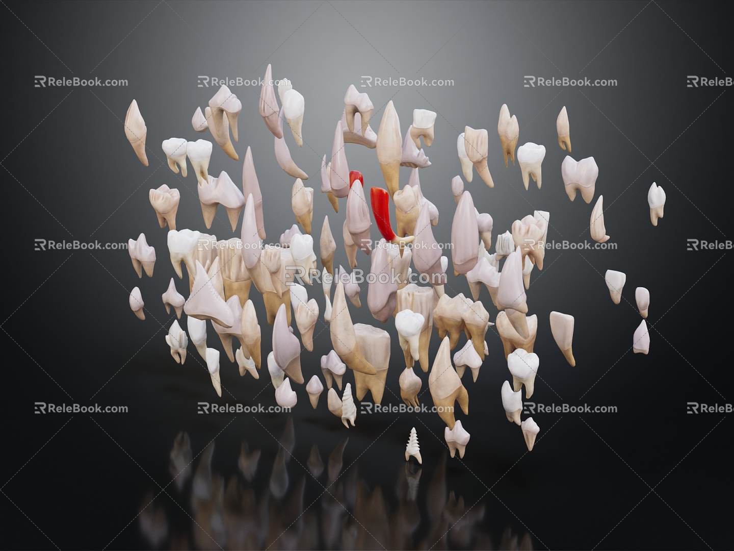 Modern Teeth Various Teeth Animal Teeth 3d model