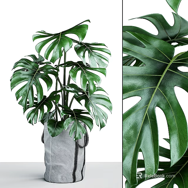 Potted Monstera Plant With Large Leaves In Gray Bag And Close Up Leaf Texture 3d model 