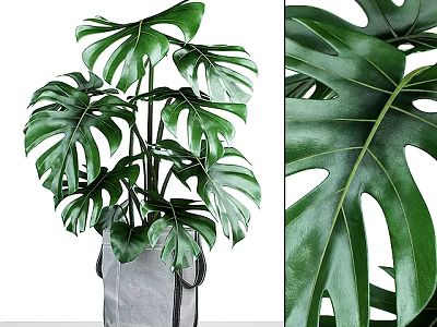 Potted Monstera Plant With Large Leaves In Gray Bag And Close Up Leaf Texture 3d model