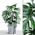 Potted Monstera Plant With Large Leaves In Gray Bag And Close Up Leaf Texture