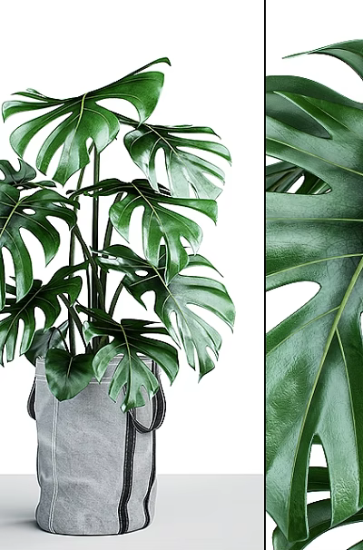 Potted Monstera Plant With Large Leaves In Gray Bag And Close Up Leaf Texture 3d model