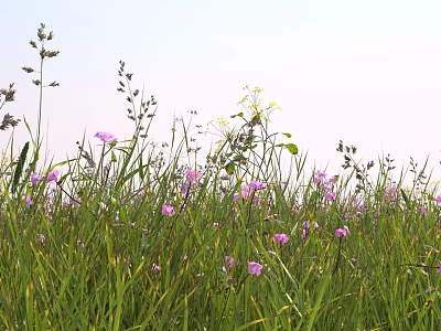 Purple Wildflowers and Green Grass with Slender Stems Under Light Blue Sky 3d model