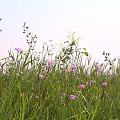 Purple Wildflowers and Green Grass with Slender Stems Under Light Blue Sky