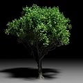 Lush Green Arbor With Dense Foliage Dark Trunk And Full Canopy