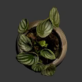 Beautiful Striped Leaf Houseplant In Textured Ceramic Pot On Dark Background