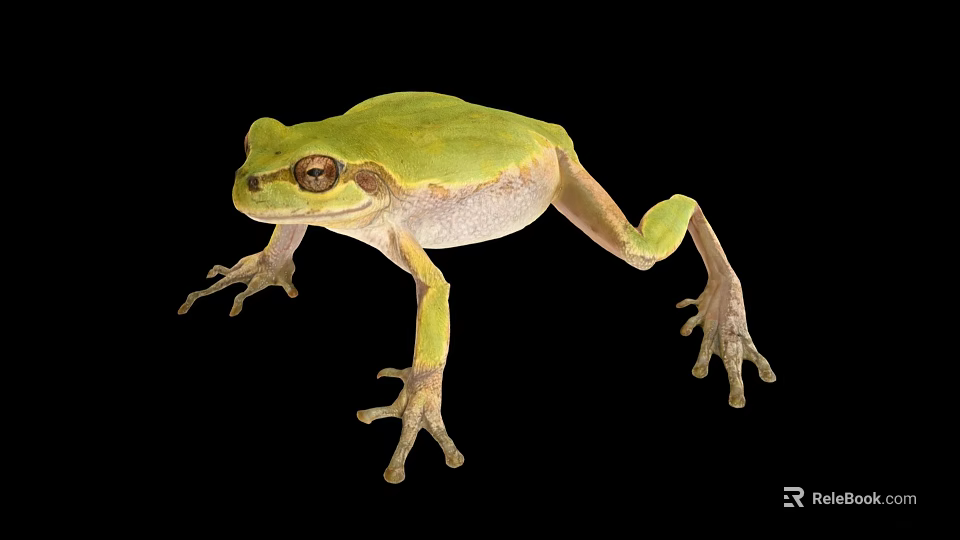 Green Frog With Brown Eyes And Light Underbelly Against Black Background 3d model 
