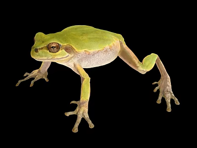 Green Frog With Brown Eyes And Light Underbelly Against Black Background 3d model