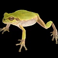 Green Frog With Brown Eyes And Light Underbelly Against Black Background