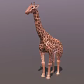 Cartoon Giraffe Three Shading Two Giraffe Toy Cartoon Animal African Animal Low Face Number Low Model Simple Model Video Level Super Realistic 3d model