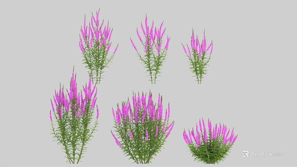 Purple Decorative Flowers and Plants with Slender Blooms and Green Stems Leaves in Multiple Clusters 3d model 