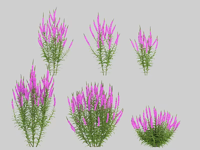 Purple Decorative Flowers and Plants with Slender Blooms and Green Stems Leaves in Multiple Clusters 3d model