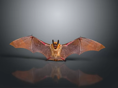 Brown Red Winged Bat With Extended Wings On Reflective Gray Surface 3d model