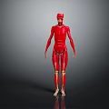 Red 3D Anatomical Human Model Showing Limbs And Organs Structure 3d model