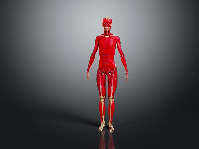Red 3D Anatomical Human Model Showing Limbs And Organs Structure 3d model